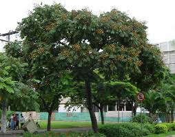 Image result for Centrolobium robustum