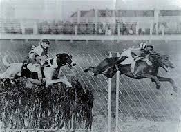 Black And White Greyhound Racing Hounddogsrunning Flying Dog Hound Dog Dog Runs