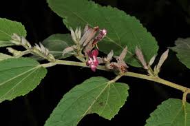 Image result for Helicteres