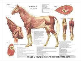 horse muscle anatomy poster pferd anatomie anatomie pferd