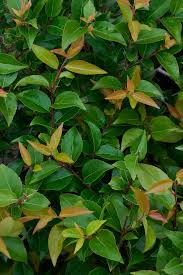 Image result for Xymalos