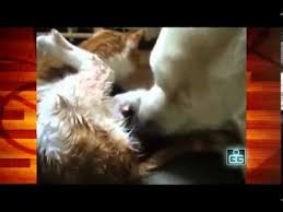 Dog Helps Mother Cat Deliver Her Kittens And It Is So Beautiful To Watch Dog Help Mother Cat Cat Help