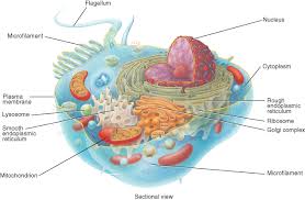 11 important cell organelles and their functions in biology