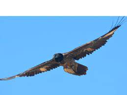 De gier die doorgaans niet voorkomt in nederland, is met een spanwijdte tot 2,80 meter de grootste vogel van europa. De Reis Van Lucky De Lammergier