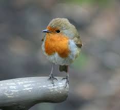 Gray Bird With White Stripes On Wings And Tail Garden Pavilion Powerscourt Estate Beautiful Birds Pet Birds Pretty Birds