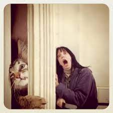 shining parody dark humor the shining photo