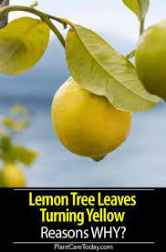 Lemon Tree Leaves Turning Yellow Reasons Why Lemon Tree Plants Lemon Tree Potted Lemon Plant