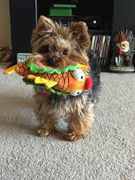 Check spelling or type a new query. Barkbox A Twitter Yes Make That Target Run We Ve Got A Brand New Collection Springbark For Your Dogsofbark Beach Babes Https T Co Bjcqukuxz3