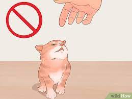 In this week's post, we guide lauren through the basics and tell her if her tiny cat will get bigger. 3 Ways To Tame A Feral Kitten Wikihow
