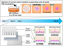 The oscars should be 30 minutes long. Cells Free Full Text Improved Oxygen Supply To Multicellular Spheroids Using A Gas Permeable Plate And Embedded Hydrogel Beads Html