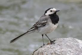 Black And White Bird With Long Tail Uk Pied Wagtail Birds Beautiful Birds Bird Identification