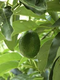 Avocado Cross Pollination Do Avocado Trees Cross Pollinate