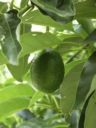 avocado cross pollination do avocado trees cross pollinate