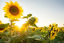 For instance, blue is meant to be bleak and also yellow enjoyable as. 10 Beautiful Yellow Flowers With Pictures Trees Com