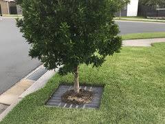 Image result for Rothmannia globosa