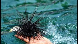 Maybe you would like to learn more about one of these? Bulu Babi Ternyata Punya Banyak Manfaat Selain Duri Yang Beracun Pos Belitung