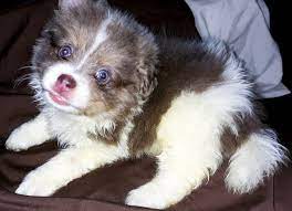 Chiropractor fayetteville, nc at 5075 morganton rd. Pomsky Puppies For Sale Fayetteville Nc 311536