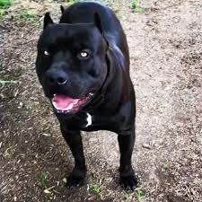 Blue nose pitbull puppies can have a steel gray coat and still possess a black or even a red nose. Black Blue Nose Pitbull Puppy