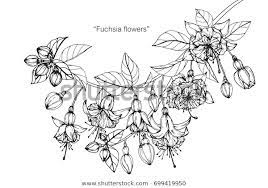 Hand Drawn Sketch Fuchsia Flower Black Stock Vector Royalty Free 699419950 Fuchsia Flower Fuchsia Flowers How To Draw Hands