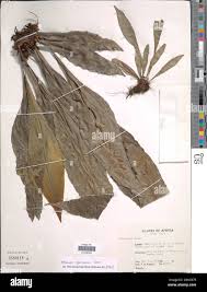 Image result for Asplenium africanum