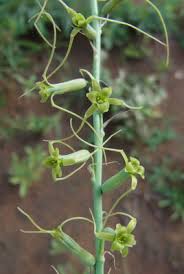 Image result for Dipcadi viride