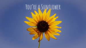 Song Lyrics Yellow Aesthetic Songs Love Post