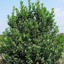 Image result for Blotiella crenata