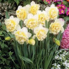 Ice King Double Daffodil Daffodils Veseys Veseysseeds Veseysflowersandbulbs Flowergarden Flowerbulb Fall Daffodil Bulbs Daffodils Yellow Daffodils