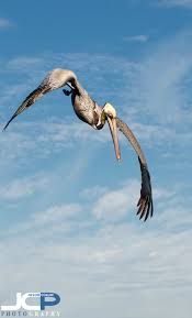 This list of birds of florida includes species documented in the u.s. Brown Pelican Bird In Flight St Petersburg Florida Fine Art Nature Photography Jason Collin Photography