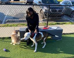 According to hirsch, lifeline helped reunite 1,809 lost pets with their owners in 2020. Lifeline Helps Fulton Dekalb Fur Parents In Need Keep Their Pets Atlanta Ga Patch