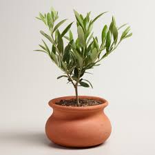 Live Olive Tree In Terracotta Pot Olive Trees Garden Olive Tree Tree Interior