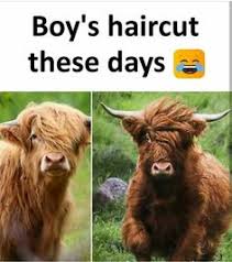 Kurban sholat idul adha 2019 1440h berikut vidio tentang sapi sapi yang ngamuk pas mau di qurban. 81 Koplak Ideas Funny Quotes Quotes Lucu Jokes Quotes