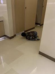 够了吧！不想在女厕看到他们的生殖器_百科TA说