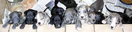 Learn more about great dane rescue of arizona alliance in phoenix, az, and search the available pets they have up for adoption on petfinder. Great Dane Puppies For Adoption The Y Guide