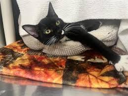 ‪Cats - PAWS‬‏