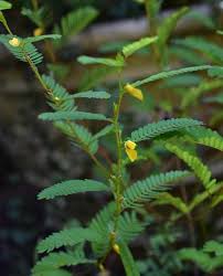 Image result for Chamaecrista grantii