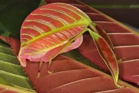 Image result for Erythrococca kirkii