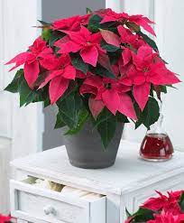 Pink Poinsettia 6 75 Poinsettia Plant Flowering House Plants Beautiful Flowers