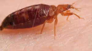 Bed bugs, a different pest that is definitely gracing san francisco people with its presence, is often more expensive to eliminate. Watch Bed Bugs Get Stopped In Their Tracks Kqed