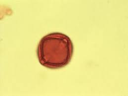 Image result for Ixora brachypoda