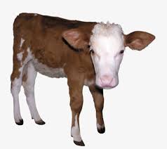 calf dairy cow milk calves dairy cow brown clipart calf clipart calves clipart brown clipart calf clipart calves clipart cow cow calf animal sanctuary