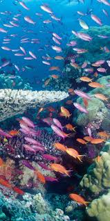 Reef Check Foundation