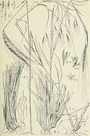 Image result for Andropogon schirensis