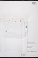 Image result for Wolffiella welwitschii