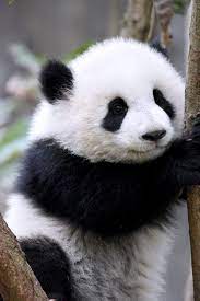 Giant Panda Meng Yu 5th Meng Baby Panda Bears Cute Panda Baby Cute Panda