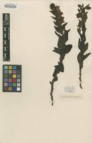 Image result for Brachycorythis velutina