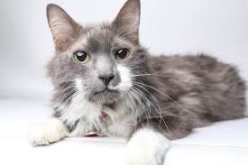 Best cat names from t.v. 250 Perfect Grey And White Cat Names For Your New Kitten Petpress