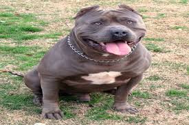 Pitbull puppies for sale, pit bull puppy for sale near me, pitbulls for sale, puppy pitbulls for sale, bully puppies for sale near me. Xxl Bully The Loving And Friendly Giant American Bully Breeds American Bully Daily
