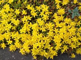 Maybe you would like to learn more about one of these? Photo Of The Leaves Of Stonecrop Sedum Acre Golden Queen Posted By Magga Garden Org