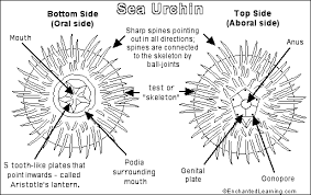 The Sea Urchin Is A Spiny Hard Shelled Animal That Lives On The Rocky Seafloor From Shallow Waters To Great Depths These Gl Urchin Purple Sea Urchin Big Sea